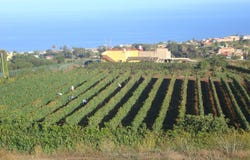 Tacoronte, Canary Islands