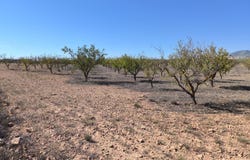 Pinoso, Valencia 03650