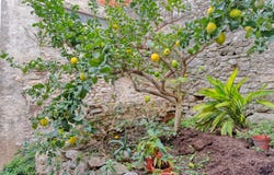 Alicante, Valencian Community 03791