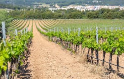 Sant Pere de Ribes, Catalonia 08810