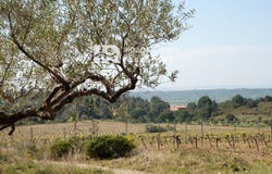 Garriguella, Catalonia 17780