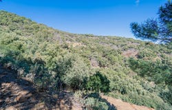 Jubrique, Andalusia 29492