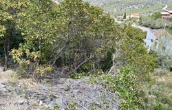 Olivella, Catalonia
