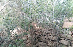Alaior, Illes Balears|Baleares 07730