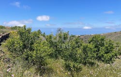 Santa Cruz de Tenerife, Canary Islands 38677