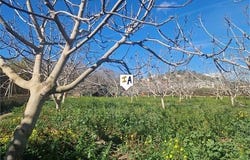 Almayate, Malaga