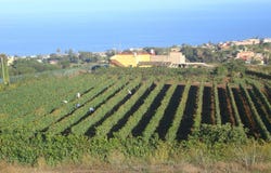 Tacoronte, Canary Islands