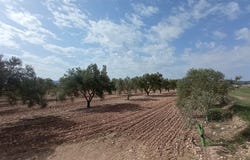 Salinas, Valencia 03130