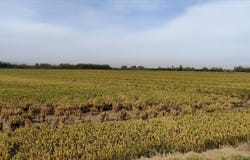 Sollana, Valencian Community