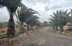 Antigua, Canary Islands 35610