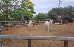 Arriate, Andalusia 29350