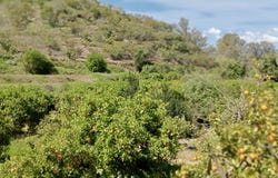Coín, Andalusia 29100
