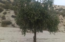 Castilléjar, Andalusia 18818
