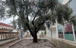 Alzira, Valencian Community