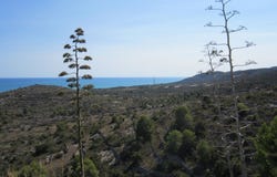 Peñiscola, Valencian Community 12598