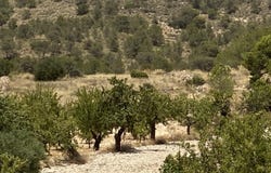 Abanilla, Region of Murcia