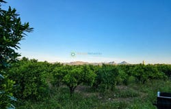 Palmera, Valencian Community 46714