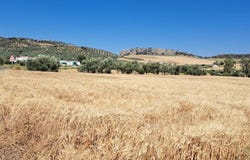 Cuevas del Becerro, Andalusia 29470
