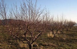 Canillas de Albaida, Málaga