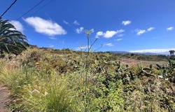 Tacoronte, Canary Islands