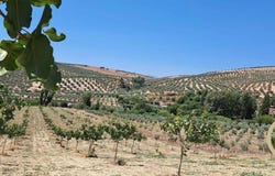 Ronda, Andalusia 29400