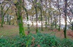 Estrada, Galicia 36687