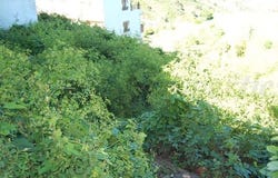Cómpeta, Andalusia 29754