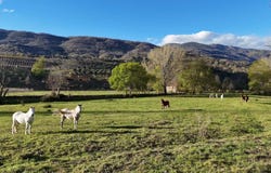 El Torno, Extremadura 10617
