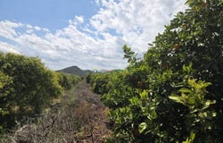 Oliva, Valencian Community 46780