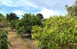 San Jose de los Llanos, The Canary Islands 38435