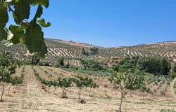 Ronda, Andalusia 29400