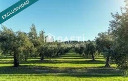 Campo De Criptana, Castile-La Mancha 13610