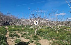 Almayate, Malaga