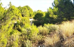 Mula, Region of Murcia