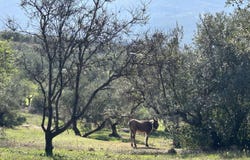 CO-8206, Priego de Córdoba, Andalusia