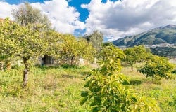 Alcaucín, Andalusia 29711
