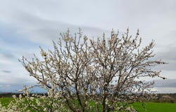 Sant Guim de la Plana, Catalonia