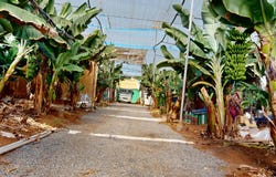 Galdar, Canary Islands 35469