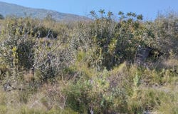 Pego, Valencian Community 03780