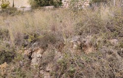 Pego, Valencian Community 03780