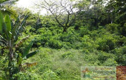 Taveuni, Northern Division