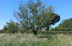 Lavernose-Lacasse, Midi-Pyrénées 31410