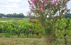 Blaye, Nouvelle-Aquitaine 33390
