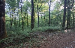 Eloie, Franche-Comté 90300