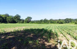 Allaire, Brittany 56350