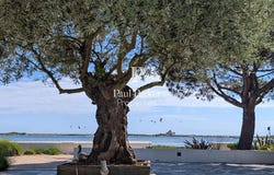 Sarzeau, Brittany 56370