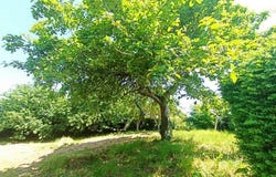 Landivisiau, Bretagne 29400