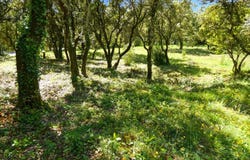Uzès, Languedoc-Roussillon 30700