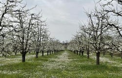 MIRABEL, Midi-Pyrénées 82440