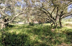 Sorède, Languedoc-Roussillon 66690